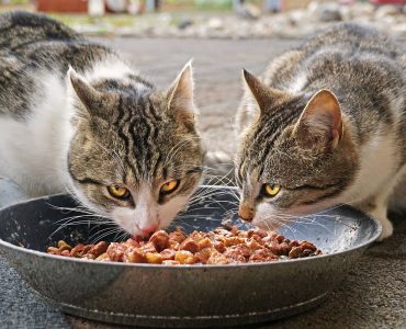 nourriture chat