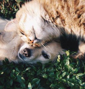 animaux de compagnie