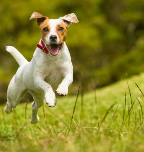 chiens de petite taille