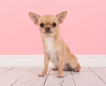 Chihuahua