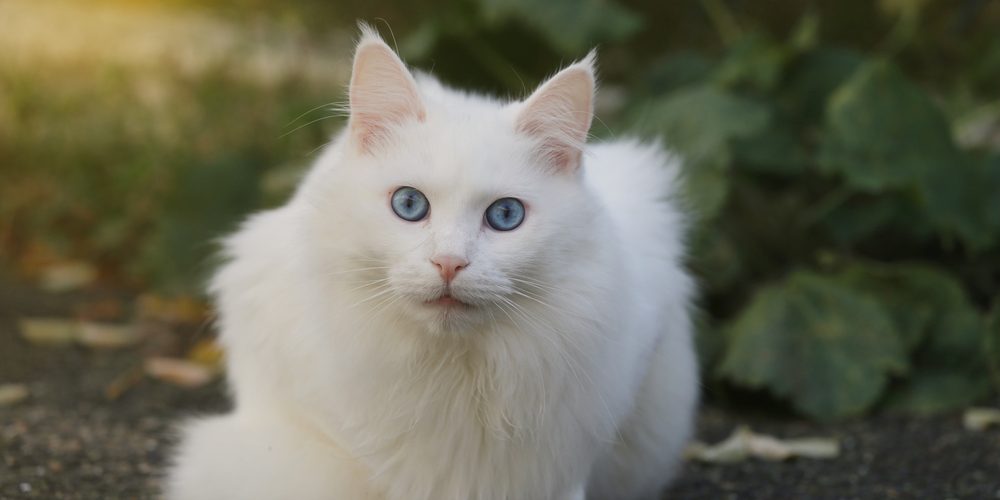 Angora Turc