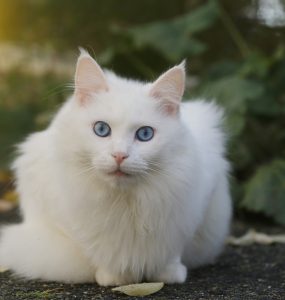 Angora Turc