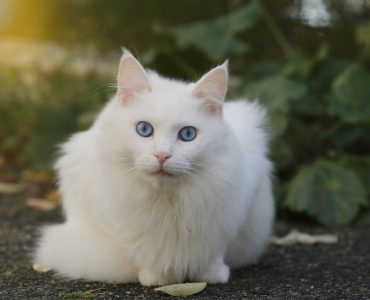 Angora Turc