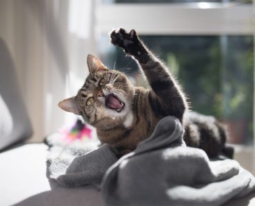 chat stressé