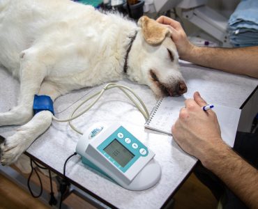 vétérinaire en urgence